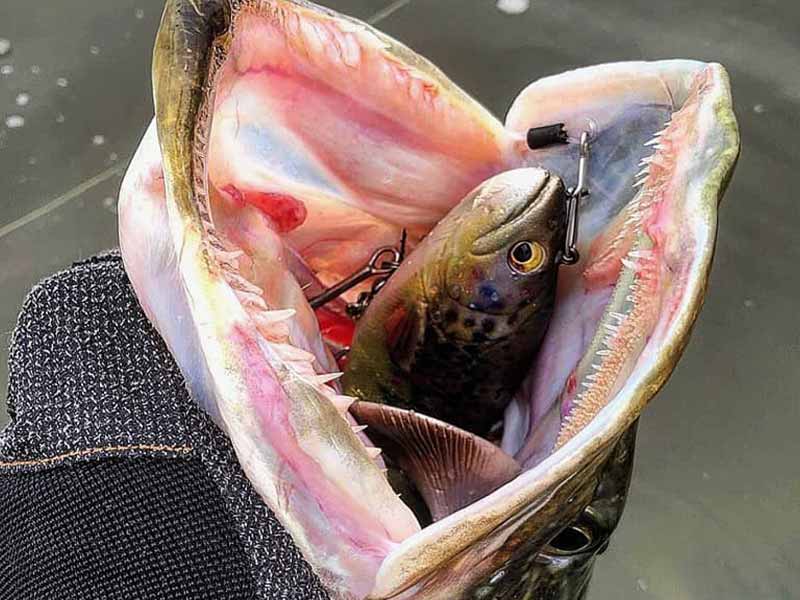 Savage Gear 4D trout rattle shad - 12.5 cm - fire trout kopen? De